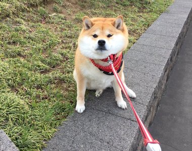 《柴犬玩到不想回家》很有戲的阿柴 知道要打針還會一秒變臉 《柴犬玩到不想回家》很有戲的阿柴 知道要打針還會一秒變臉