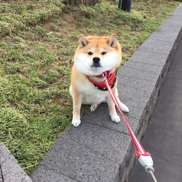 《柴犬玩到不想回家》很有戲的阿柴 知道要打針還會一秒變臉 《柴犬玩到不想回家》很有戲的阿柴 知道要打針還會一秒變臉