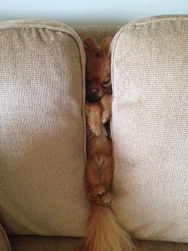 《狗狗各種神秘睡姿》不管在哪裡都睡得著的神秘力量 《狗狗各種神秘睡姿》不管在哪裡都睡得著的神秘力量