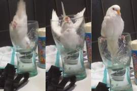 推特瘋傳《鸚鵡偷喝水腳滑爆笑影片》超糗但起身一秒裝沒事... 推特瘋傳《鸚鵡偷喝水腳滑爆笑影片》超糗但起身一秒裝沒事...