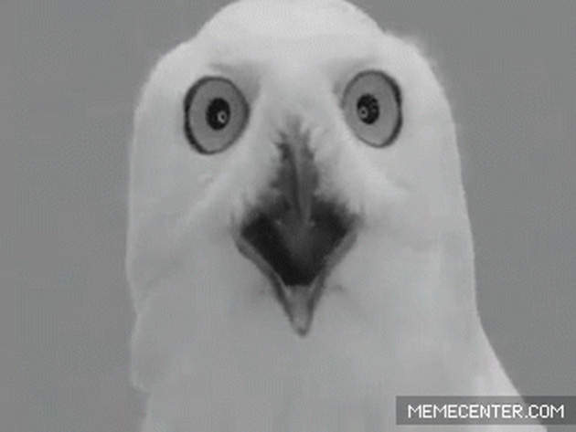 《各種超ㄎㄧㄤ的鳥動圖》各種蠢蠢的模樣真的是太萌啦XD 《各種超ㄎㄧㄤ的鳥動圖》各種蠢蠢的模樣真的是太萌啦XD