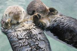 《海獺手牽手的理由》難道是因為手冷需要互相取暖嗎? 《海獺手牽手的理由》難道是因為手冷需要互相取暖嗎?
