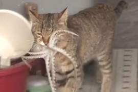 動物農場《吃章魚的貓咪》雖然可愛卻也是閱覽注意級畫面...... 動物農場《吃章魚的貓咪》雖然可愛卻也是閱覽注意級畫面......