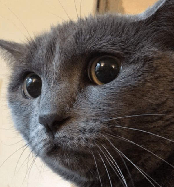 《憂心忡忡的貓》到底是在煩惱什麼呢？