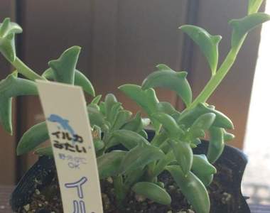 療癒系多肉植物《海豚弦月》盆栽中歡舞跳躍的一群快樂小海豚♡ 療癒系多肉植物《海豚弦月》盆栽中歡舞跳躍的一群快樂小海豚♡