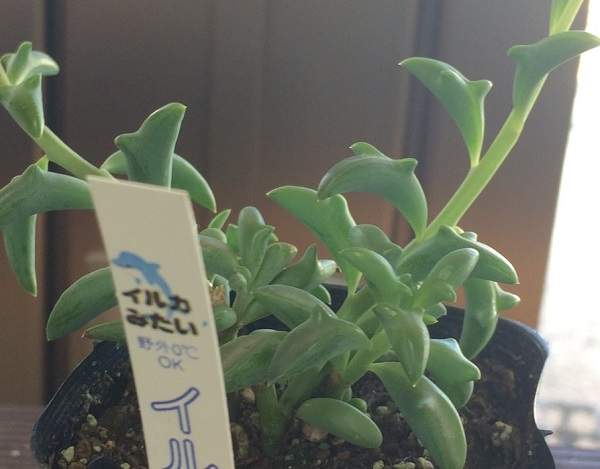 療癒系多肉植物《海豚弦月》盆栽中歡舞跳躍的一群快樂小海豚♡