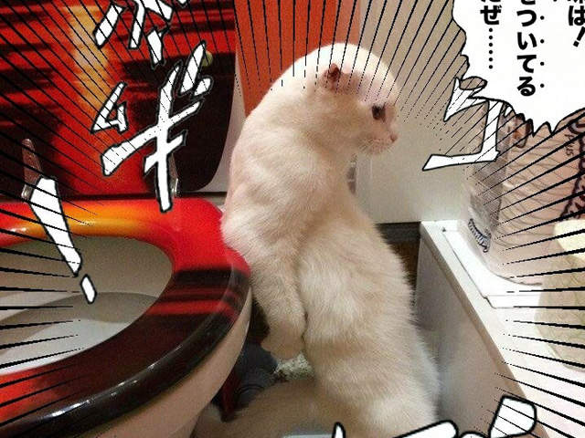 便盆上用《JoJo姿拉屎的貓》這姿勢未免也太神了XD