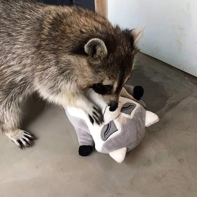 激萌《當浣熊遇上浣熊娃娃》世界第一可愛的畫面就這樣出現惹♥