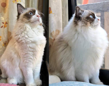 《動物換毛Before&After》別再誤以為是胖瘦問題啦~ 《動物換毛Before&After》別再誤以為是胖瘦問題啦~