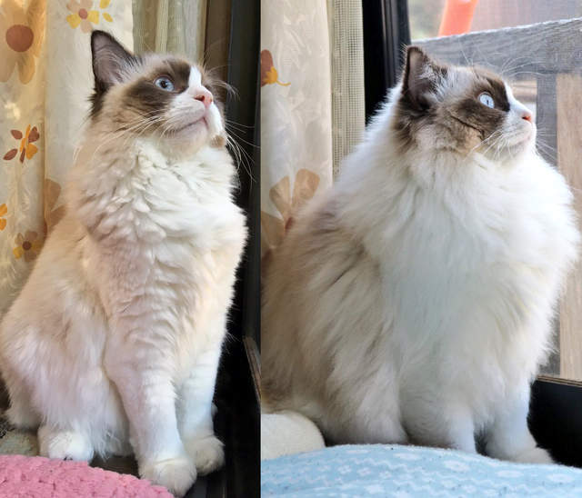 《動物換毛Before&After》別再誤以為是胖瘦問題啦～