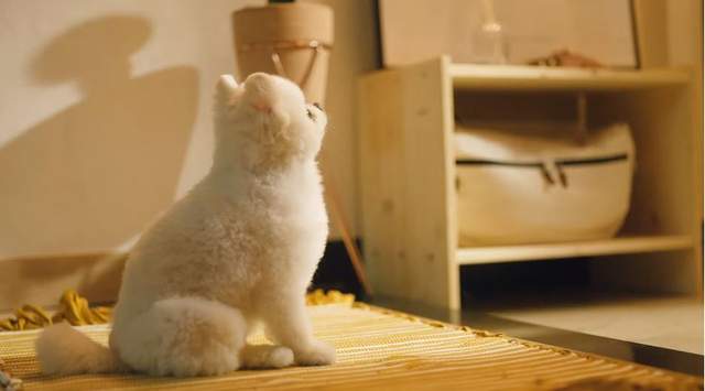 真人真事《讓人鼻酸的寵物用品廣告》不論多晚我都會等你回來