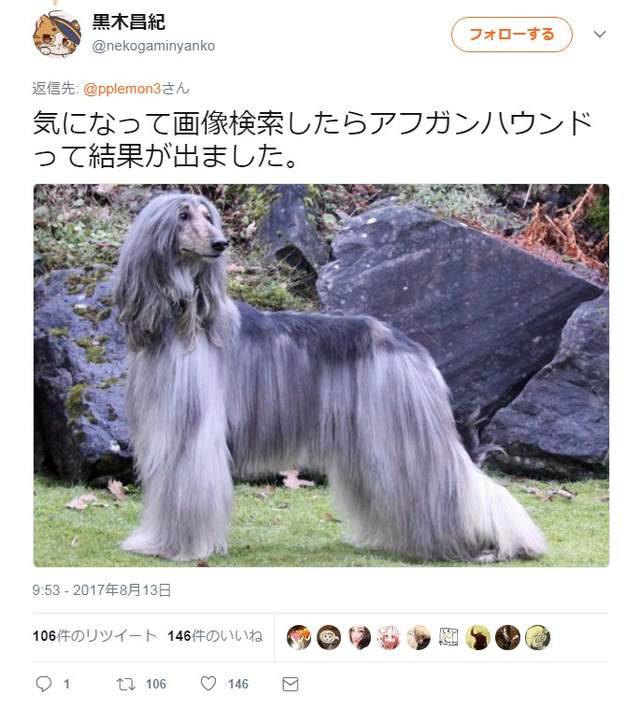 《幫日本犬戴假髮的結果》不只變妖豔竟然連狗種也變惹ww（誤） - 圖片6