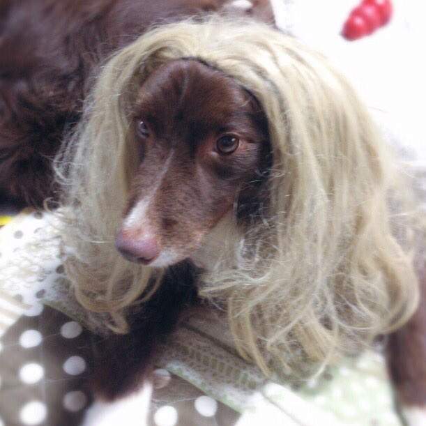 《幫日本犬戴假髮的結果》不只變妖豔竟然連狗種也變惹ww（誤） - 圖片8