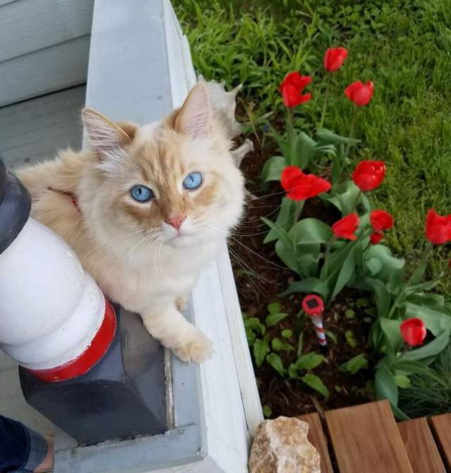 貓奴發現《我家貓咪一定是來自迪士尼世界》因為總是有動物到窗邊來探望喵星人 貓奴發現《我家貓咪一定是來自迪士尼世界》因為總是有動物到窗邊來探望喵星人