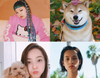 2017《Instagram追蹤數最多的日本名人》人氣柴犬丸太郎也上榜♥ 2017《Instagram追蹤數最多的日本名人》人氣柴犬丸太郎也上榜♥