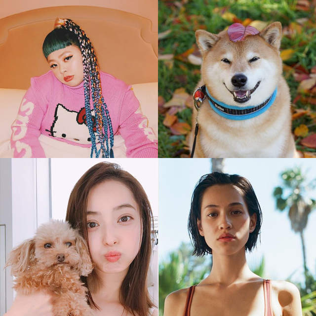 2017《Instagram追蹤數最多的日本名人》人氣柴犬丸太郎也上榜♥ 2017《Instagram追蹤數最多的日本名人》人氣柴犬丸太郎也上榜♥