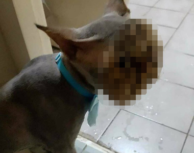 《剃毛悲劇》這隻貓除了臉部以外的毛都被剃掉了... 《剃毛悲劇》這隻貓除了臉部以外的毛都被剃掉了...