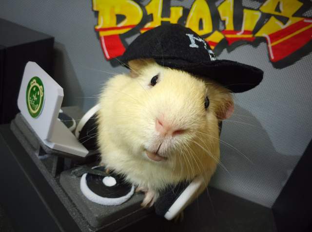 《天竺鼠的Cosplay》超療癒的萌萌系角色扮演 《天竺鼠的Cosplay》超療癒的萌萌系角色扮演