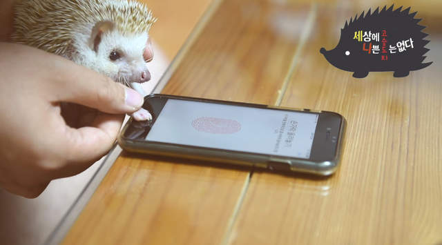 寵物的手也能設定？《刺蝟解鎖iPhone大挑戰》好友善的設計阿（笑）