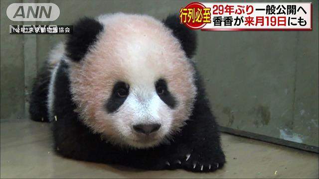 和歌山人笑《東京人瘋熊貓》來和歌山讓你看到爽還沒人跟你擠！？