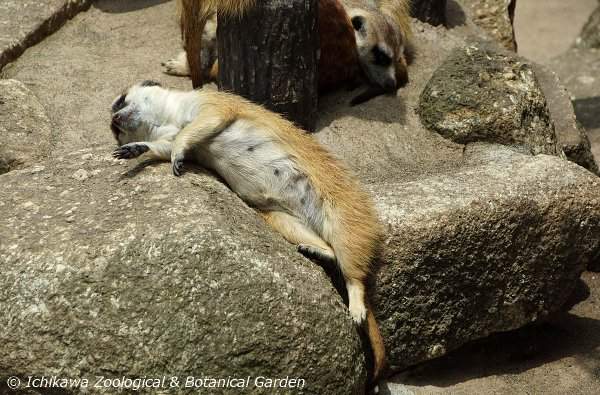 《事件級爆睡狐獴》讓人忍不住確認起呼吸狀態的超熟睡姿wwww 《事件級爆睡狐獴》讓人忍不住確認起呼吸狀態的超熟睡姿wwww