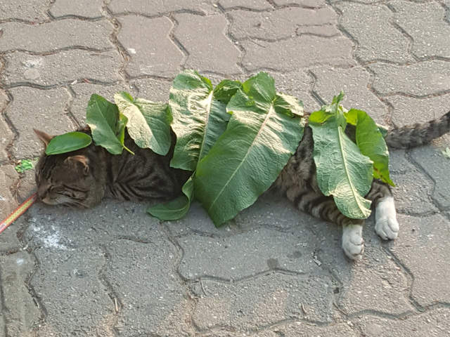 貓咪在路邊睡覺《小女孩怕貓咪著涼幫貓咪蓋葉子棉被》喵星人似乎挺享受的