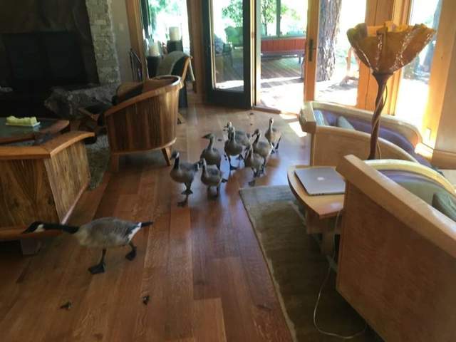 《野雁抄捷徑》這家門開著我進來逛逛啊~ 《野雁抄捷徑》這家門開著我進來逛逛啊~