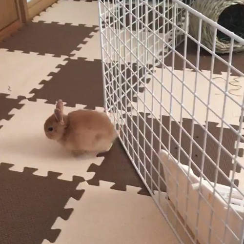 完全液體《兔子逃脫的瞬間》超意外的逃脫方法連飼主都猜不透啊ww