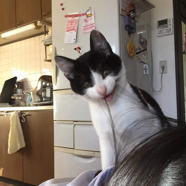 《貓的行為解讀》這些常見的貓咪行動到底代表什麼意思呢？