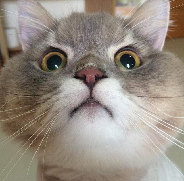 《泰國蓬鬆貓Bone》人家不胖人家只是骨架比較大（？）