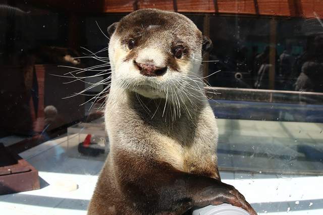 日本全國《水獺總選舉》結果出爐 逆轉勝奪冠的水獺卻已離開人世... 日本全國《水獺總選舉》結果出爐 逆轉勝奪冠的水獺卻已離開人世...