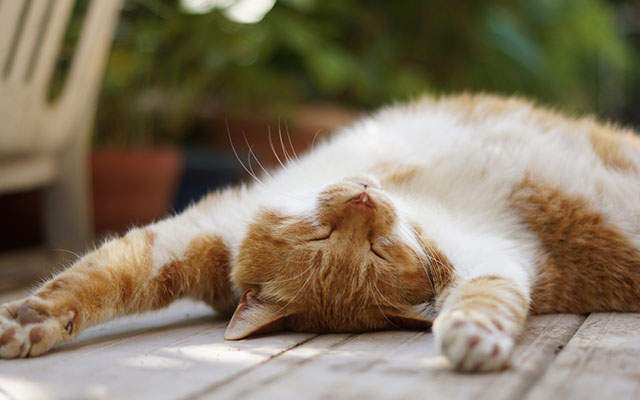 《古時候日本貓咪禁止進入高野山的原因》貓奴絕對很有同感(笑) 《古時候日本貓咪禁止進入高野山的原因》貓奴絕對很有同感(笑)