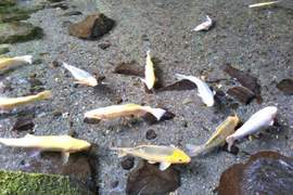 日本箱根《玉簾瀑布》(玉簾の滝)水清澈到魚就跟浮起來的一樣 日本箱根《玉簾瀑布》(玉簾の滝)水清澈到魚就跟浮起來的一樣