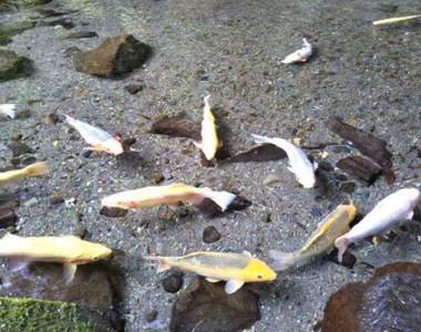 日本箱根《玉簾瀑布》(玉簾の滝)水清澈到魚就跟浮起來的一樣 日本箱根《玉簾瀑布》(玉簾の滝)水清澈到魚就跟浮起來的一樣