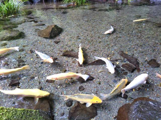 日本箱根《玉簾瀑布》（玉簾の滝）水清澈到魚就跟浮起來的一樣