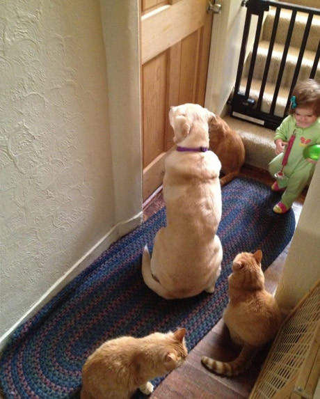 暖心愛犬《狗狗懂你》被狗狗關愛的那些瞬間 暖心愛犬《狗狗懂你》被狗狗關愛的那些瞬間