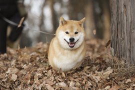 我家柴犬好像哪裡怪怪的《要汪星人給球卻變成握手了》.... 我家柴犬好像哪裡怪怪的《要汪星人給球卻變成握手了》....
