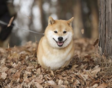 我家柴犬好像哪裡怪怪的《要汪星人給球卻變成握手了》.... 我家柴犬好像哪裡怪怪的《要汪星人給球卻變成握手了》....