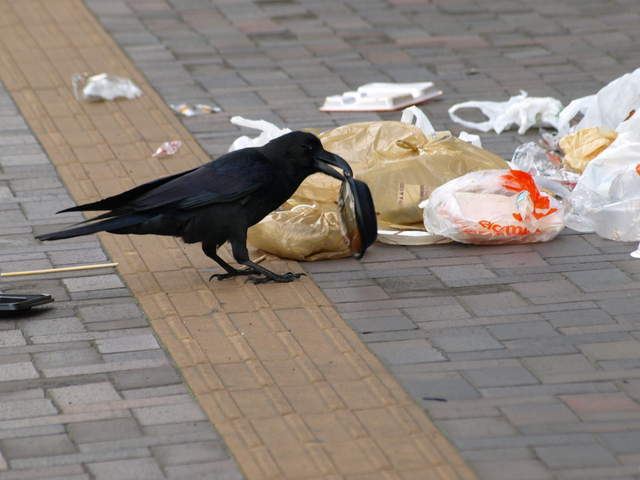 《超天才烏鴉對策》每天跟烏鴉打招呼就不會來亂翻垃圾嗎？