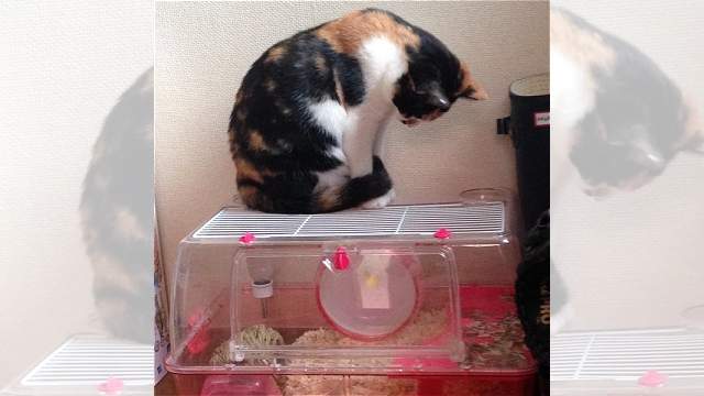 《羨慕倉鼠有滾輪可以跑的貓》居然衝進滾筒洗衣機跑XD 《羨慕倉鼠有滾輪可以跑的貓》居然衝進滾筒洗衣機跑XD