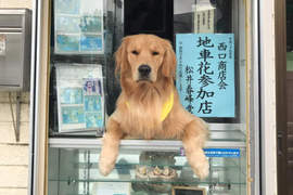 日本《香菸店狗老闆》再+1 現在都流行讓毛小孩賣香菸嗎?(誤) 日本《香菸店狗老闆》再+1 現在都流行讓毛小孩賣香菸嗎?(誤)