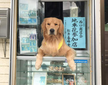 日本《香菸店狗老闆》再+1 現在都流行讓毛小孩賣香菸嗎?(誤) 日本《香菸店狗老闆》再+1 現在都流行讓毛小孩賣香菸嗎?(誤)