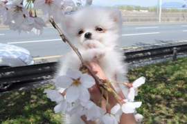 韓國社群話題《第一次賞櫻的狗》這畫面比櫻花美麗一萬倍阿♥ 韓國社群話題《第一次賞櫻的狗》這畫面比櫻花美麗一萬倍阿♥