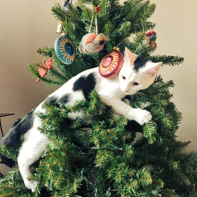 《喵星人大戰聖誕樹》難道貓咪與聖誕節只能夠擇其一嗎... 《喵星人大戰聖誕樹》難道貓咪與聖誕節只能夠擇其一嗎...