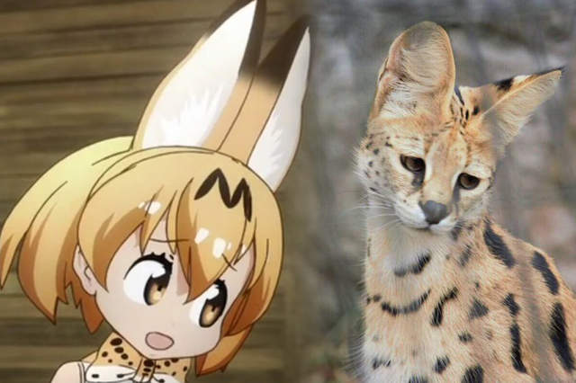 《意外爆紅的動物寫真集》藪貓和飼育員大哥都是粉絲心目中的神……