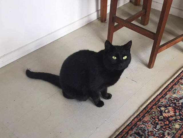 《綁架鄰居貓咪還灌人家藥？！》＂綁匪＂表示我真的不是故意的......