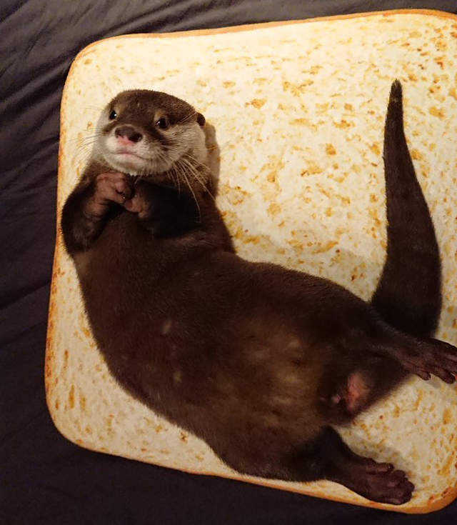 《推特爆紅水獺ちぃたん》明明是水獺竟然還會害怕洗澡(笑) 《推特爆紅水獺ちぃたん》明明是水獺竟然還會害怕洗澡(笑)