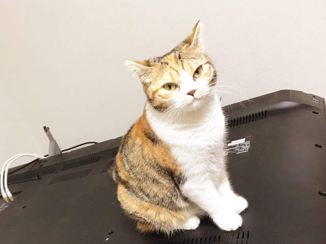 《貓的犯罪現場》弄壞電視也毫無悔意的貓咪（無表情）