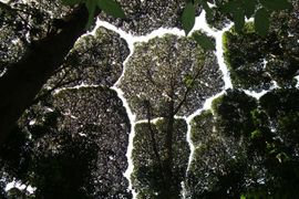 超奇特《樹與樹之間的禮讓》大自然現象「樹冠羞避」 超奇特《樹與樹之間的禮讓》大自然現象「樹冠羞避」