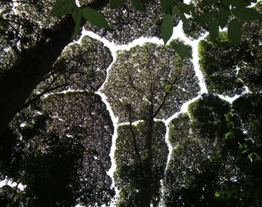 超奇特《樹與樹之間的禮讓》大自然現象「樹冠羞避」 超奇特《樹與樹之間的禮讓》大自然現象「樹冠羞避」